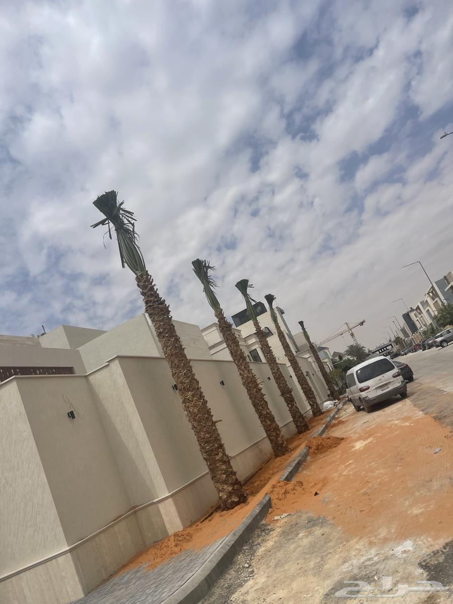 نخيل واشنطن للبيع64487262438659110