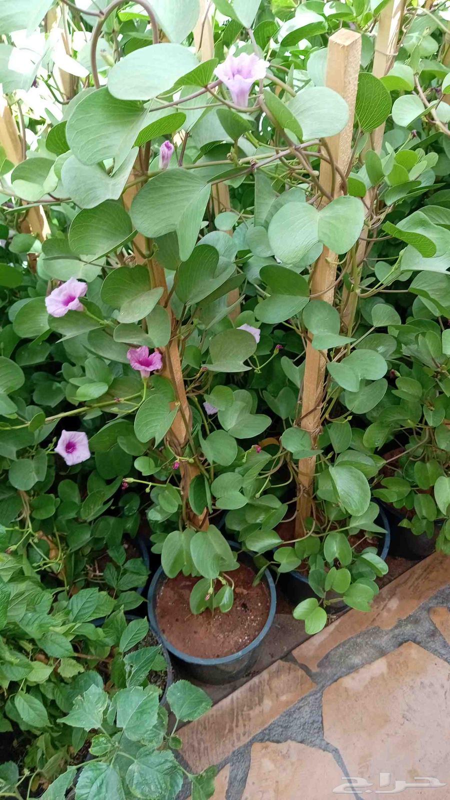 Tree and palm trimming, landscaping, and garden maintenance64487184933378110