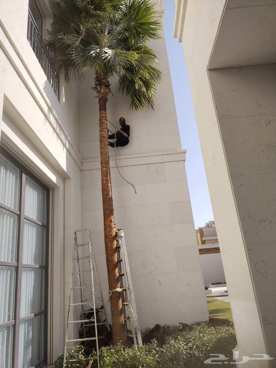 Pruning, cleaning, trimming of Arabian and Washingtonia palm trees, and replacing soil with suitable soil64487038137857110