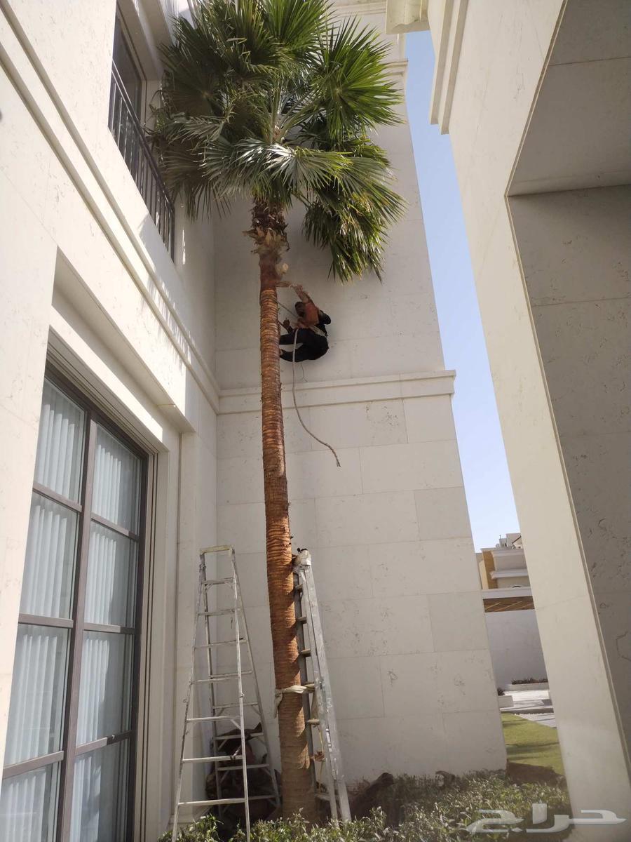 Pruning, cleaning, trimming of Arabian and Washingtonia palm trees, and replacing soil with suitable soil64487038137857112