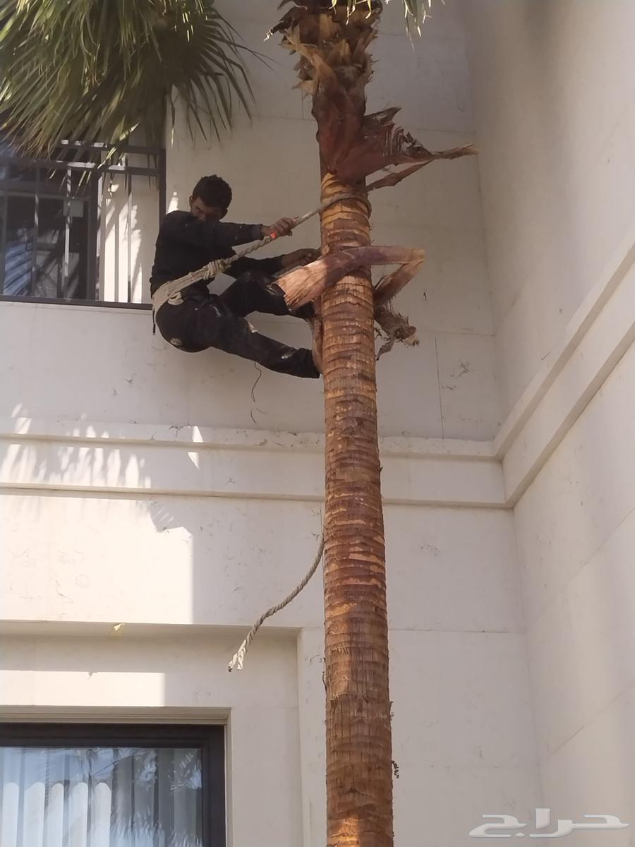 Pruning, cleaning, trimming of Arabian and Washingtonia palm trees, and replacing soil with suitable soil64487038137857111