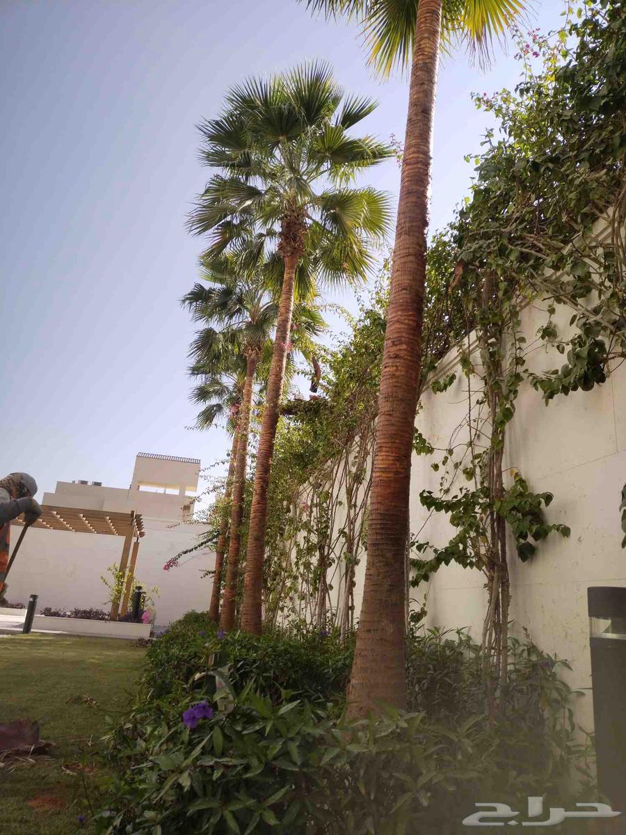 Pruning, cleaning, trimming of Arabian and Washingtonia palm trees, and replacing soil with suitable soil64487038137857114