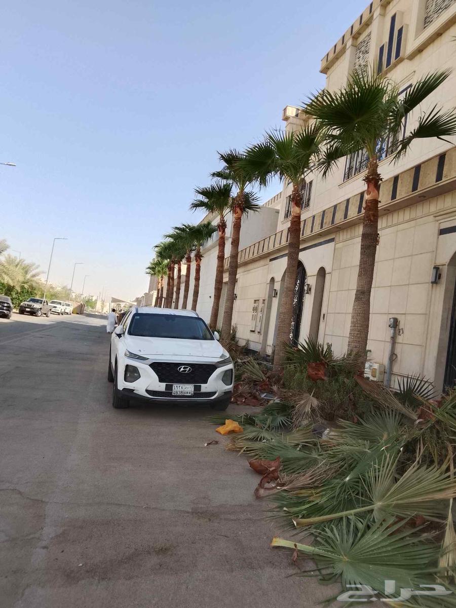 Trimming Washingtonia and date palms, and maintenance of all types of palm trees in Riyadh64487103936386113