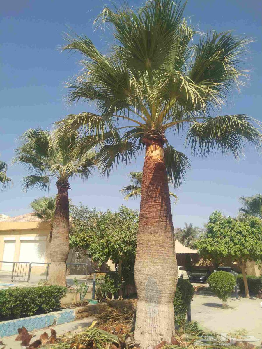 Pruning of Arabic and Shantani palm trees and cutting of fronds, all palm tree works64487119053826114