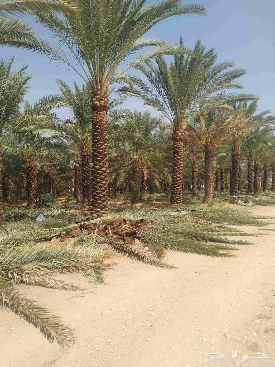 Pruning of Arabic and Shantani palm trees and cutting of fronds, all palm tree works64487119053826111