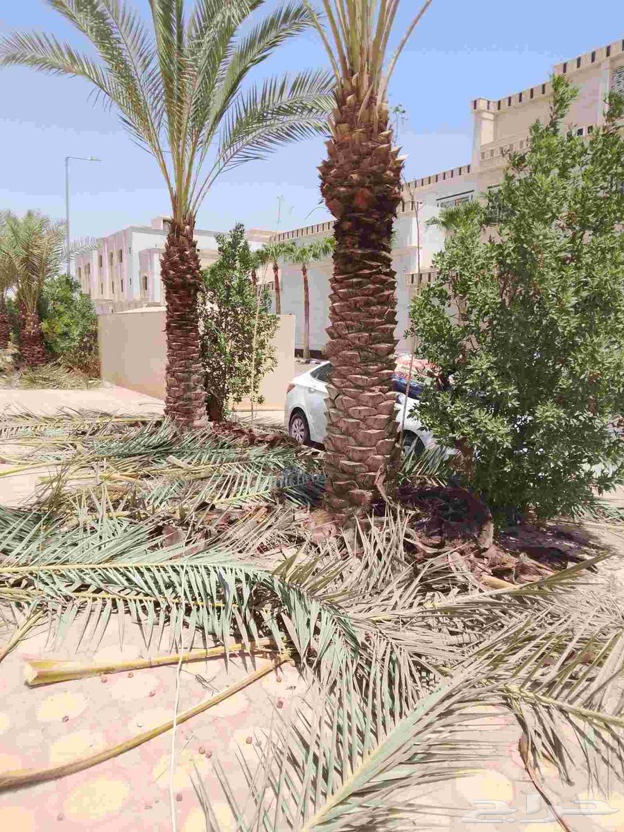Trimming Washingtonia and date palms, and maintenance of all types of palm trees in Riyadh64487103936386114