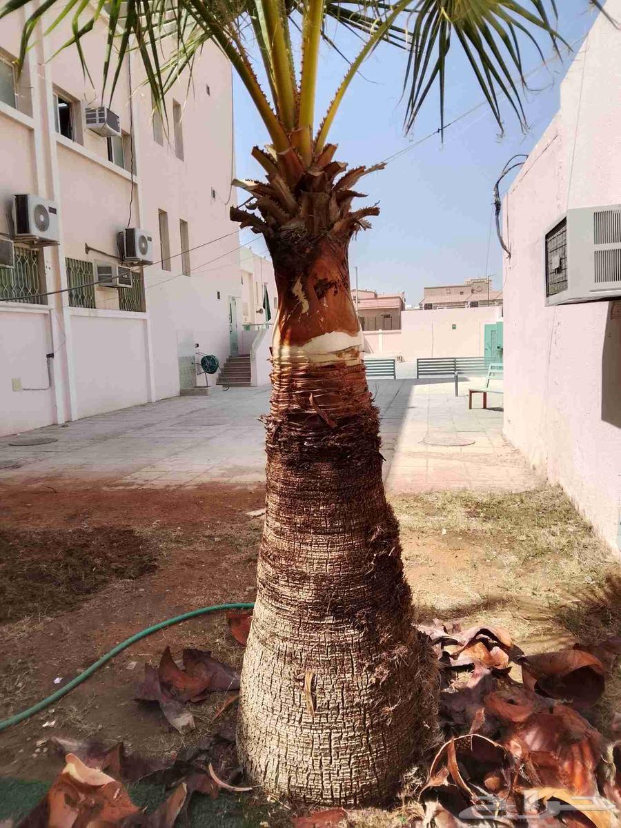 Trimming Washingtonia and date palms, and maintenance of all types of palm trees in Riyadh64487103936386112
