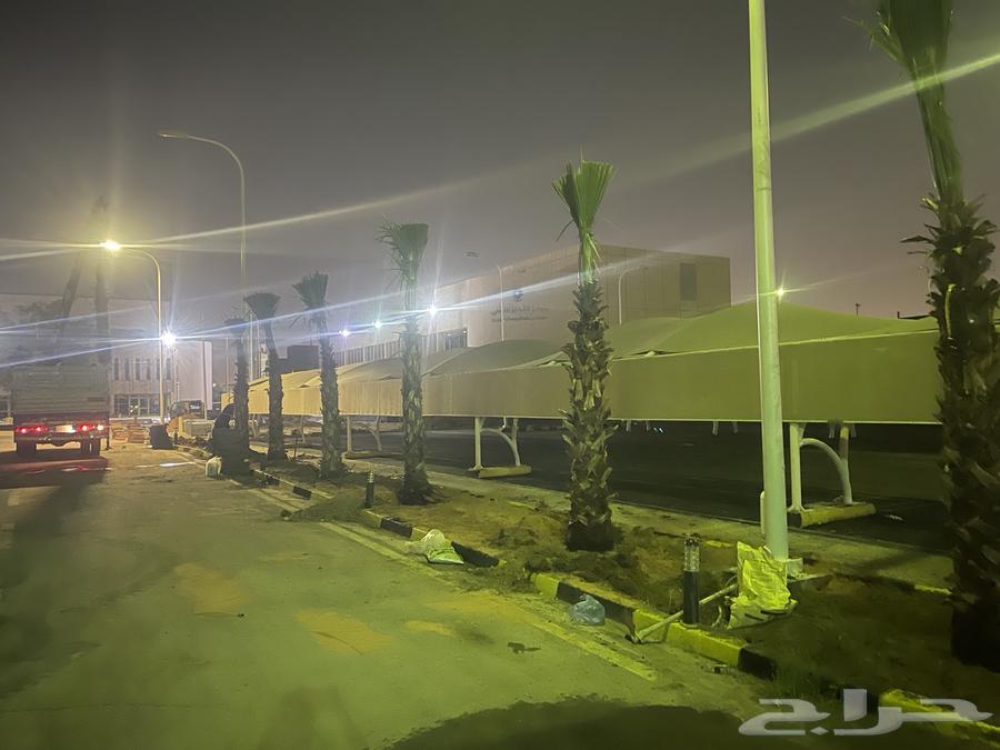 نخيل واشنطن للبيع64487262438659114