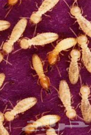 White ant spraying, pest control, cockroach spraying, rat spraying, pesticide spraying in Riyadh64487246895745110