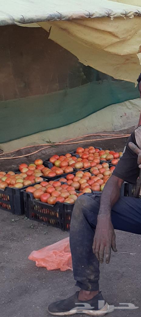 Technician for installing greenhouse structures, all types of iron: national, Jordanian, galvanized64487231481731113