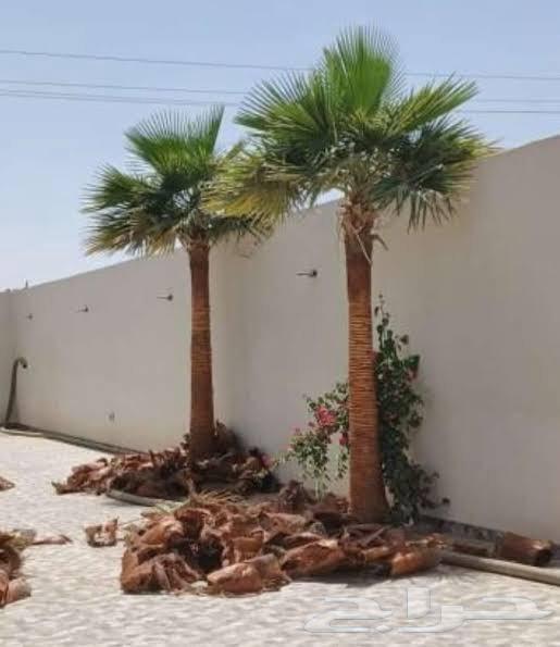 Trimming Washingtonia and date palms, and maintenance of all types of palm trees in Riyadh64487103936386110