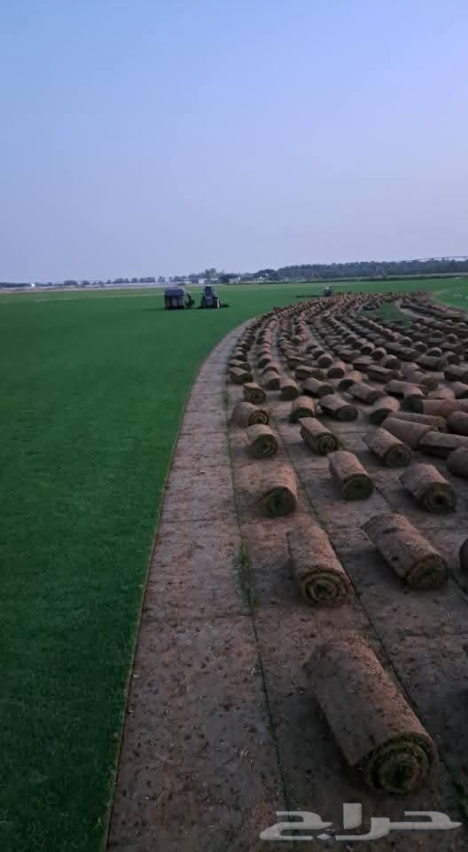 Natural grass for sale with delivery and installation in all areas of the kingdom64481448403329111