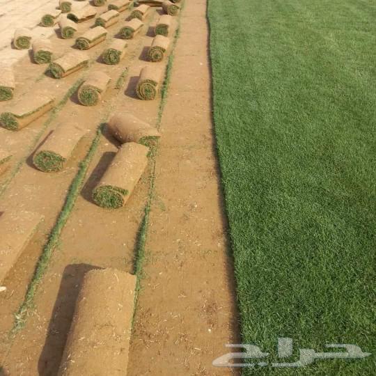 Natural grass for sale with delivery and installation in all areas of the kingdom64481448403329113