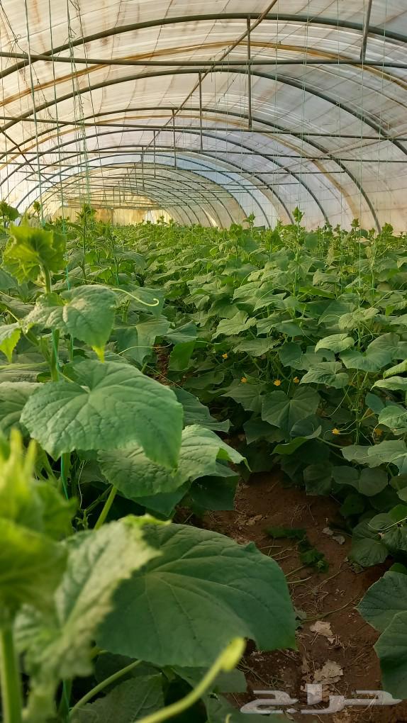 Technician for installing greenhouse structures, all types of iron: national, Jordanian, galvanized64487231481731112