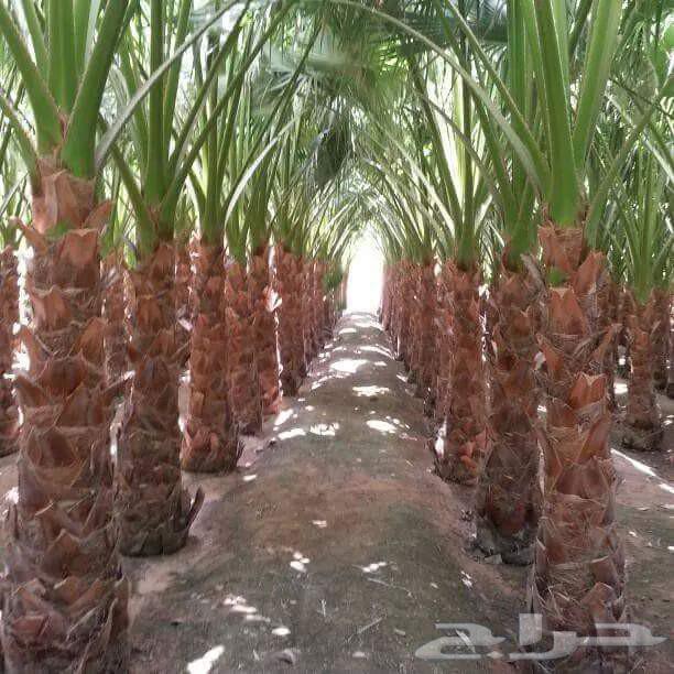 هاذ من تنفيذ أعمالنا لتواصل64481449027457112