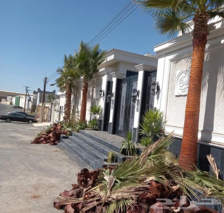 Trimming Washingtonia and date palms, and maintenance of all types of palm trees in Riyadh64487103936386111