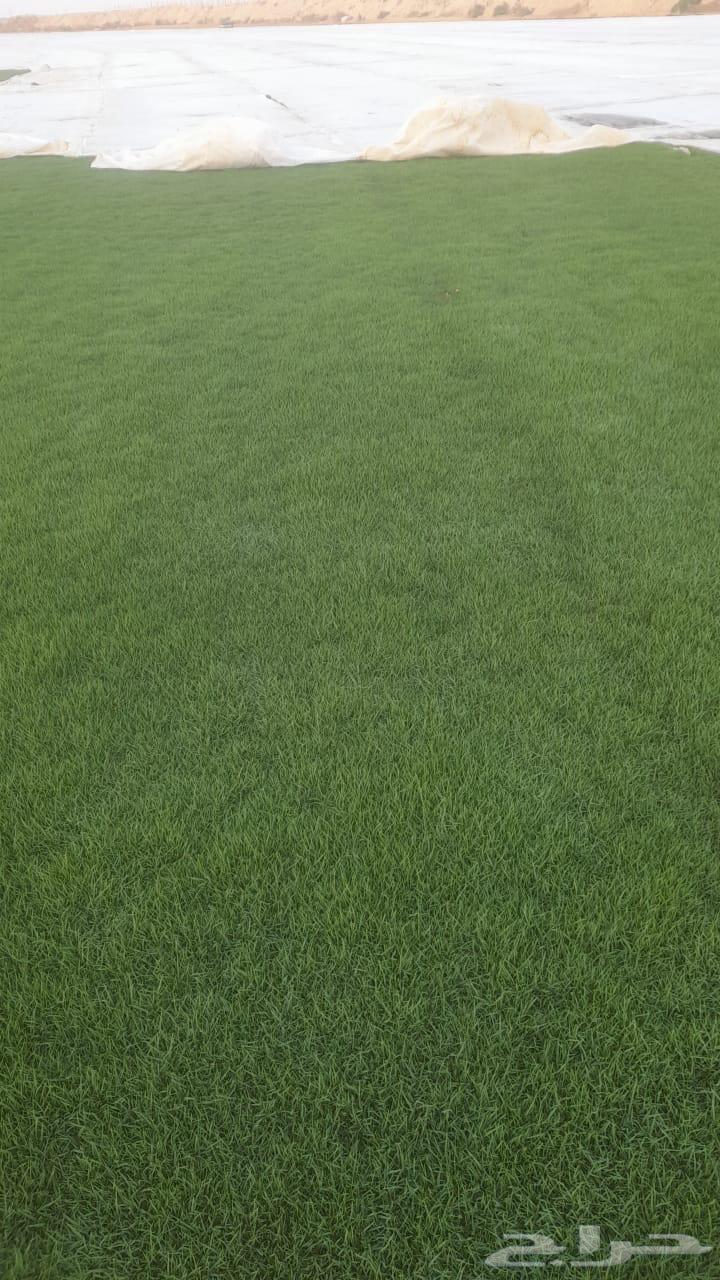 Natural grass for sale with delivery and installation in all areas of the kingdom64481448403329112