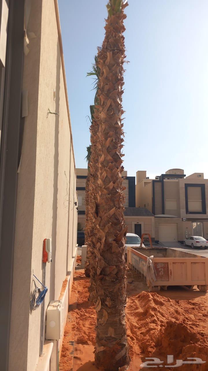 نخيل واشنطن للبيع64487262438659111