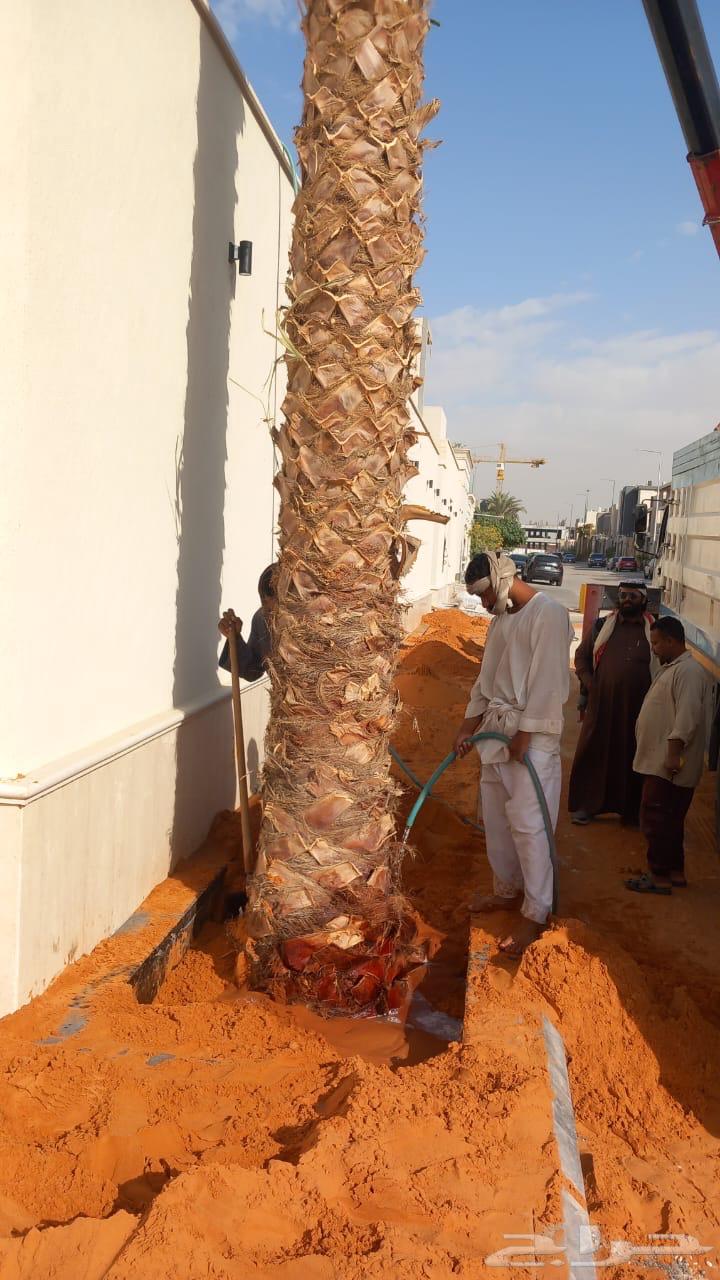 نخيل واشنطن للبيع64487262438659112