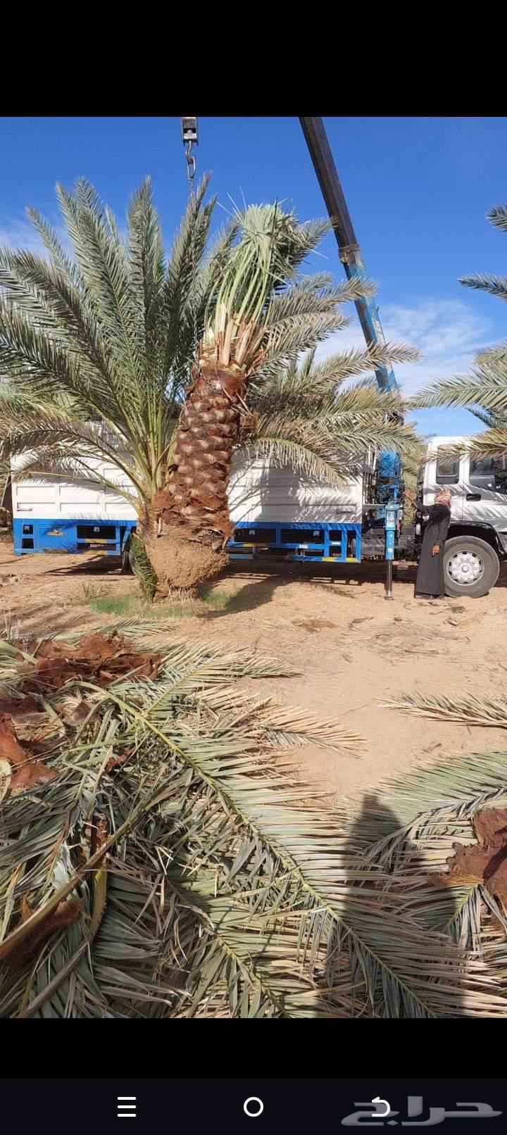 We provide palm tree fertilization, cleaning, pest control, removal, planting, and transplantation. Contact us.64487103656706110