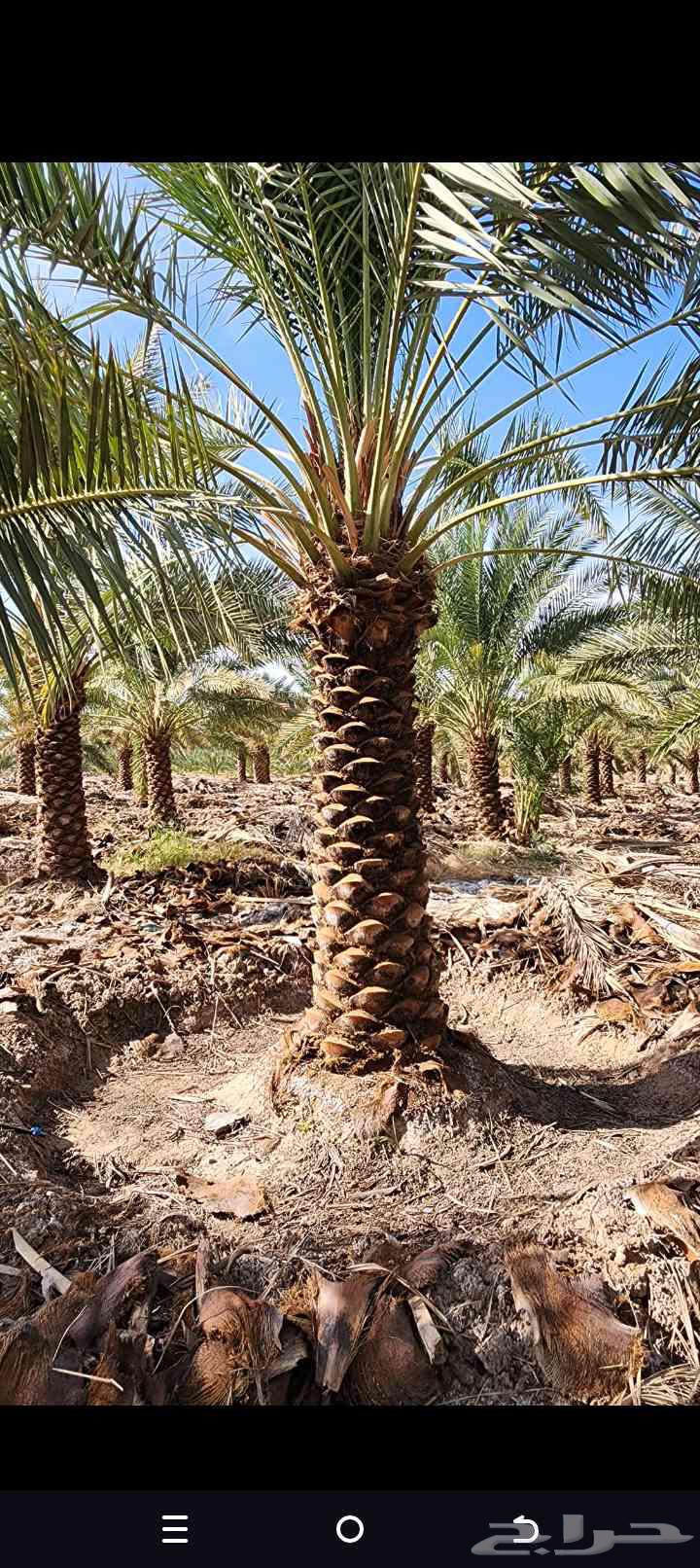 We provide palm tree fertilization, cleaning, pest control, removal, planting, and transplantation. Contact us.64487103656706111