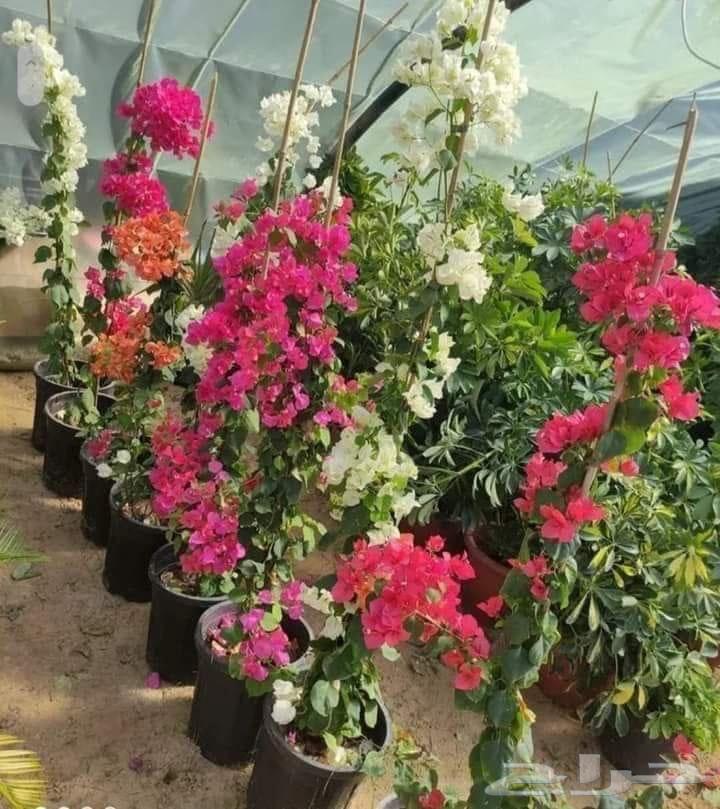 تنسيق الحدائق المنزلية64487021568642111