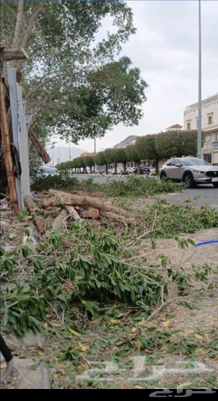 Tree pruning service, palm tree trimming, tree removal, tree relocation, crane lifting, tree transportation64487151164163110