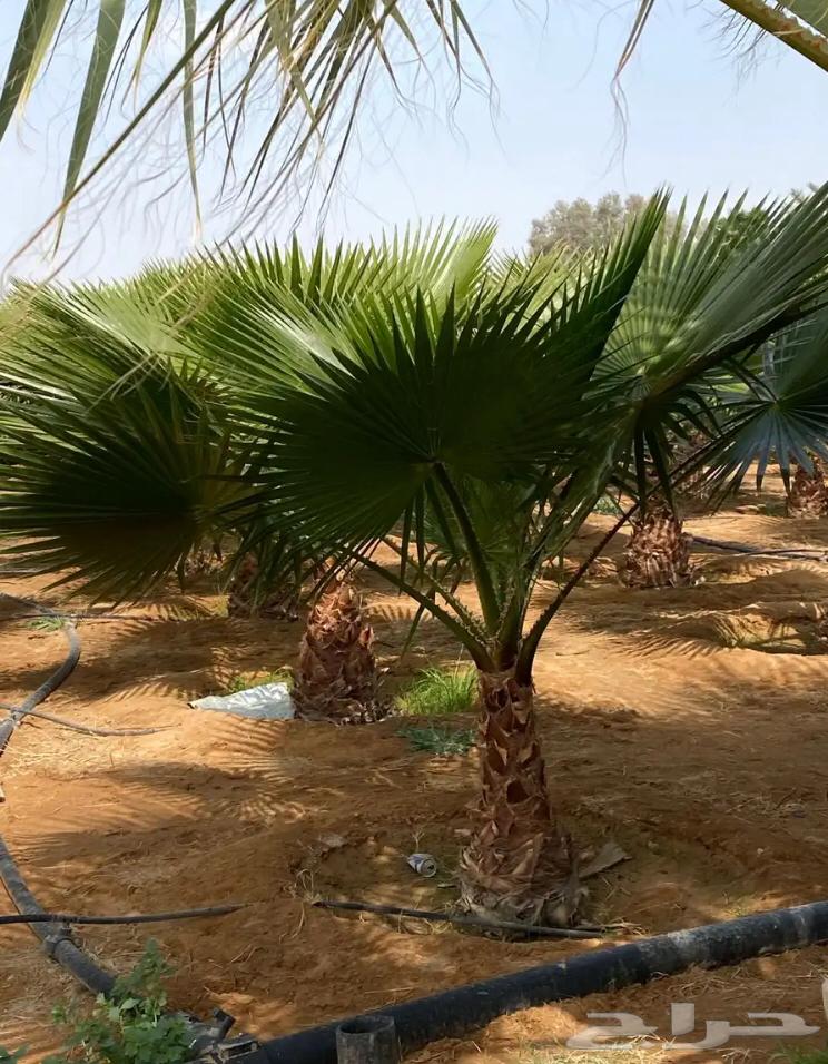 تنسيق الحدائق المنزلية64487021568642114