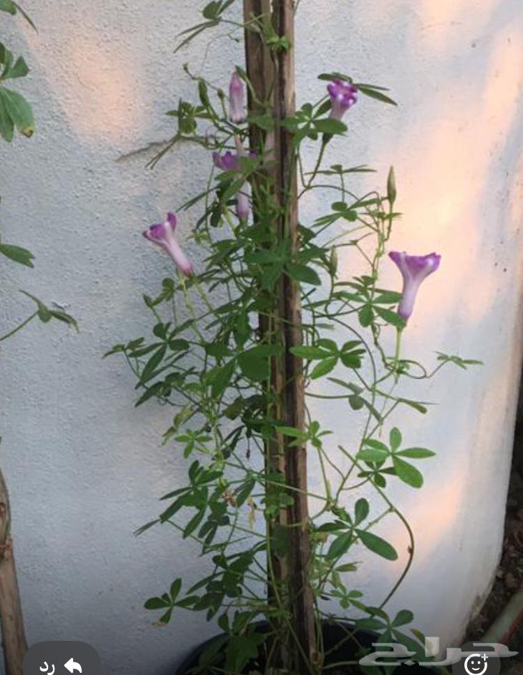 تنسيق الحدائق المنزلية64487021568642113