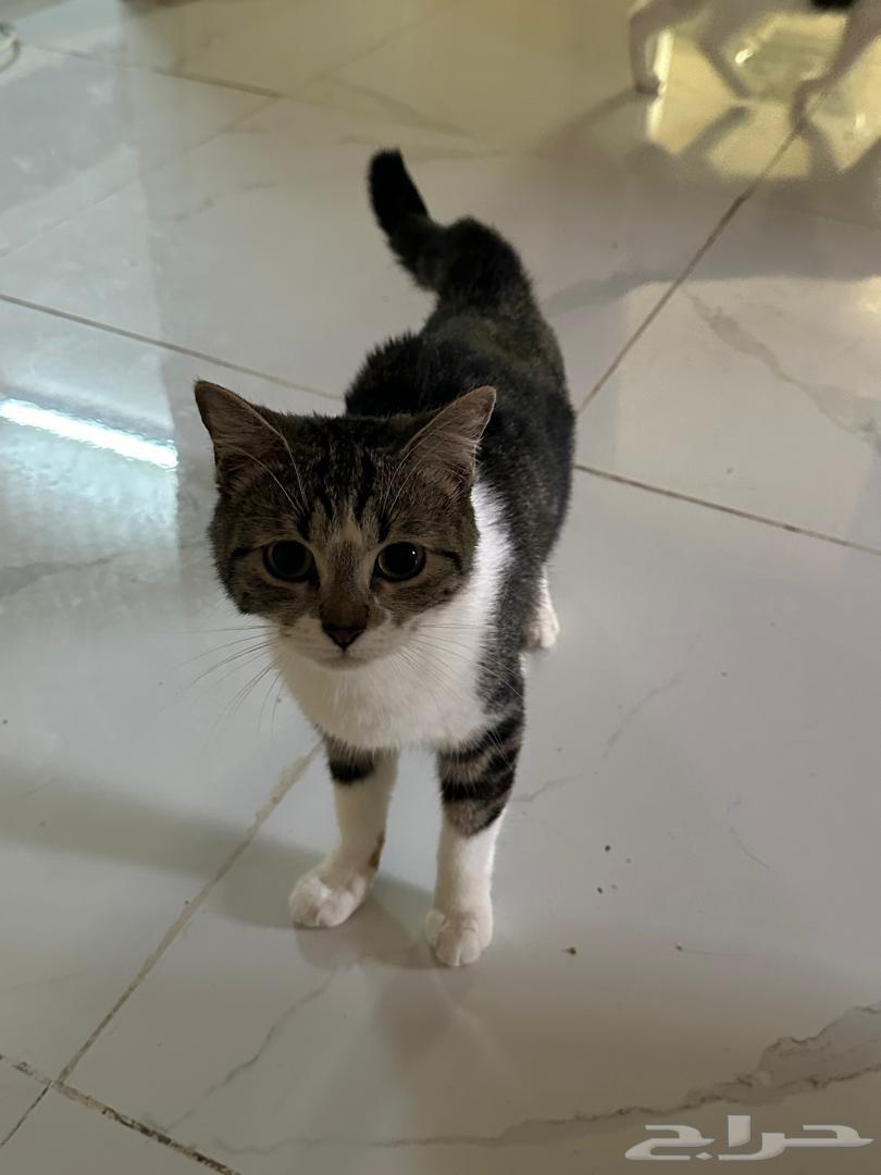 قطط للتبني جده64481433908994113