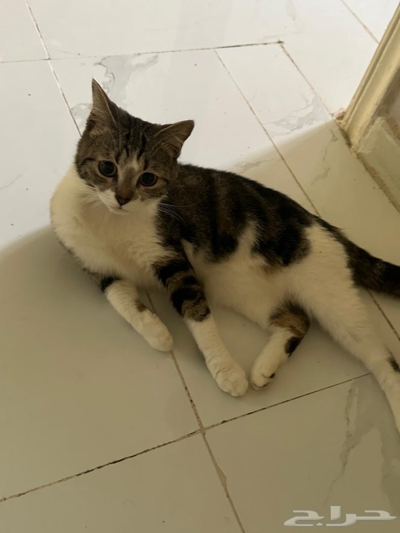 قطط للتبني جده64481433908994114