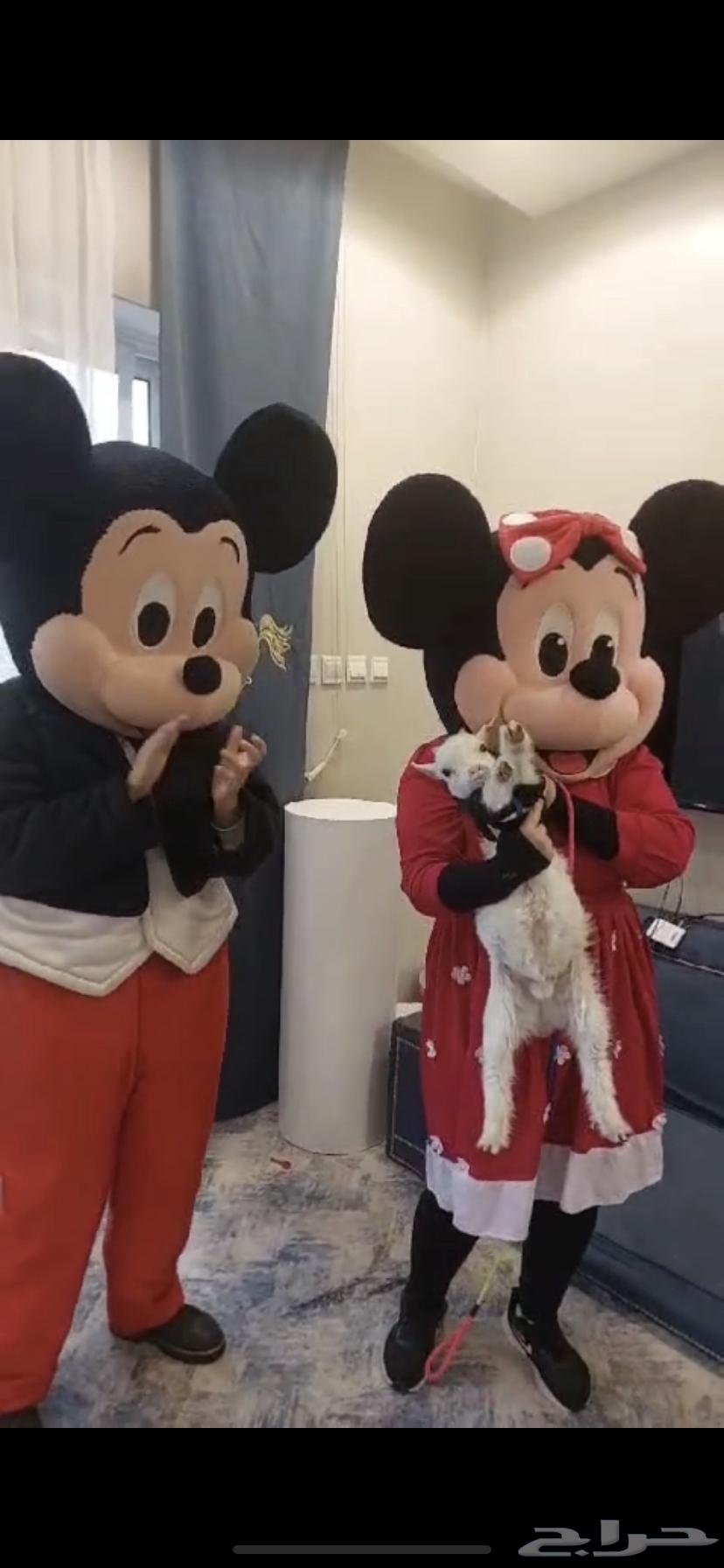 مهرجه دومى كرتونيه فعاليات الاطفال64487262523779112