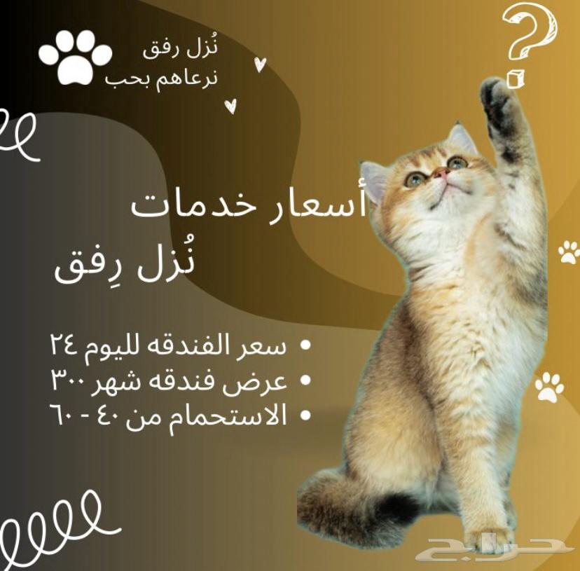 فندقه قطط في الدمام64487104622466113