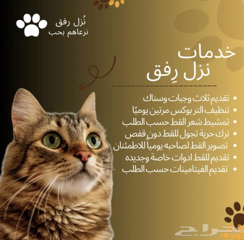 فندقه قطط في الدمام64487104622466111