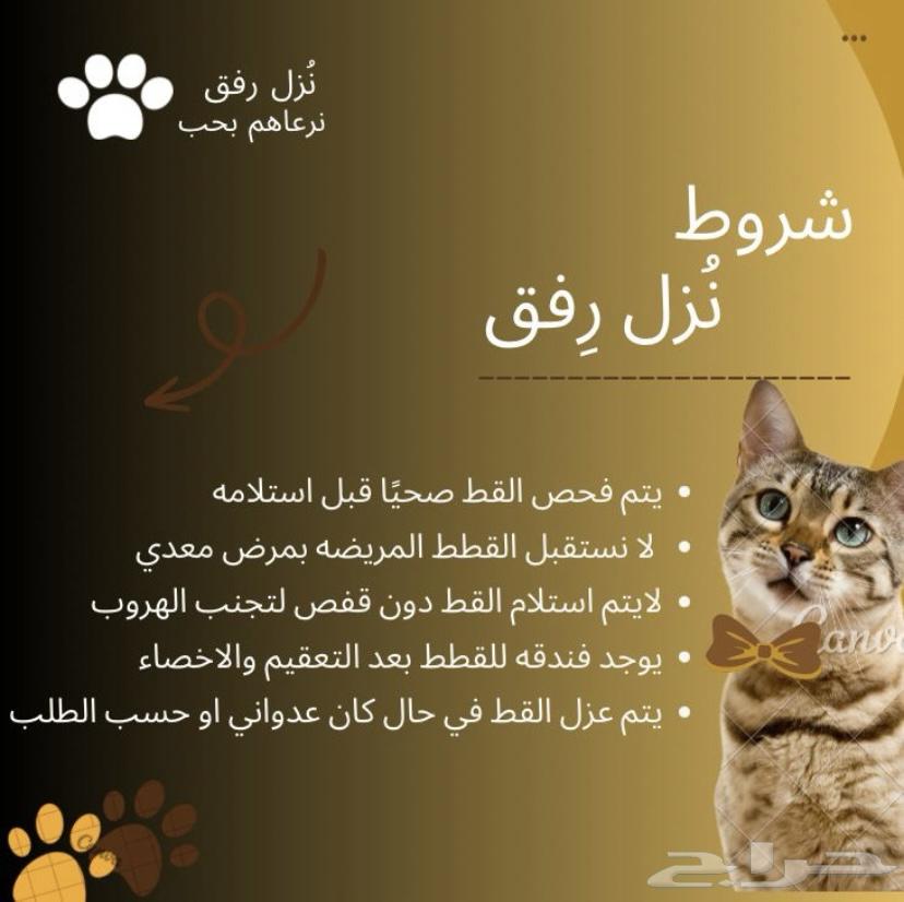 فندقه قطط في الدمام64487104622466112
