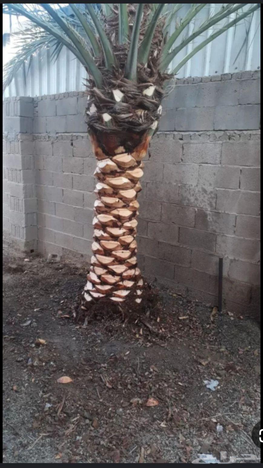 تركيب وتشذيب أشجار النخيل والعناية بها64481448734465111