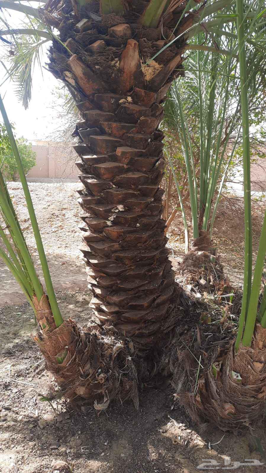 Supply and installation of palm trees, cleaning and maintenance of all types of palm trees64487166967811110
