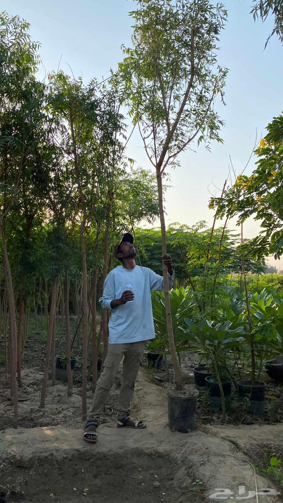 تنسيق حدائق وشبكات الري مهندس ابو الهاشم توريد وتركيب64481433187969112