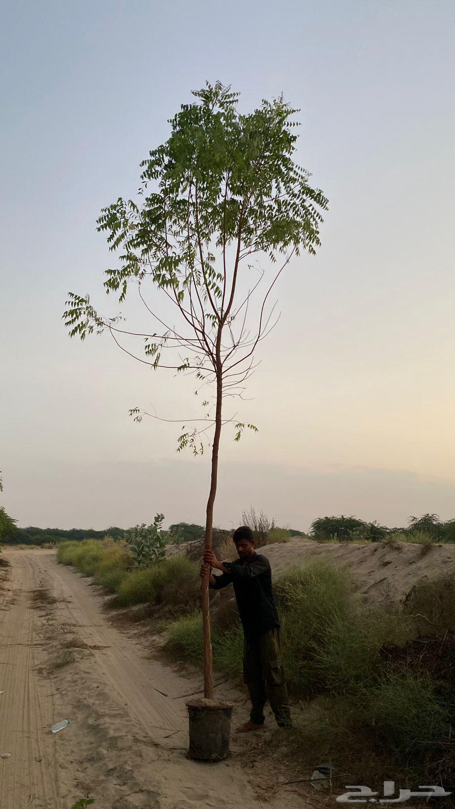 تنسيق حدائق وشبكات الري مهندس ابو الهاشم توريد وتركيب64481433187969111