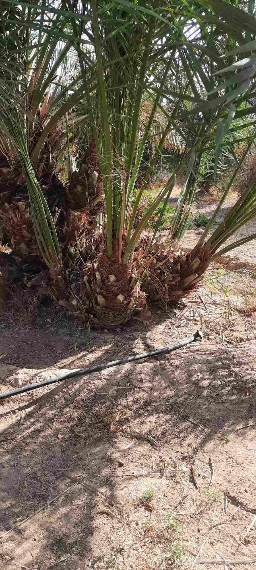 Supply and installation of palm trees, cleaning and maintenance of all types of palm trees64487166967811113