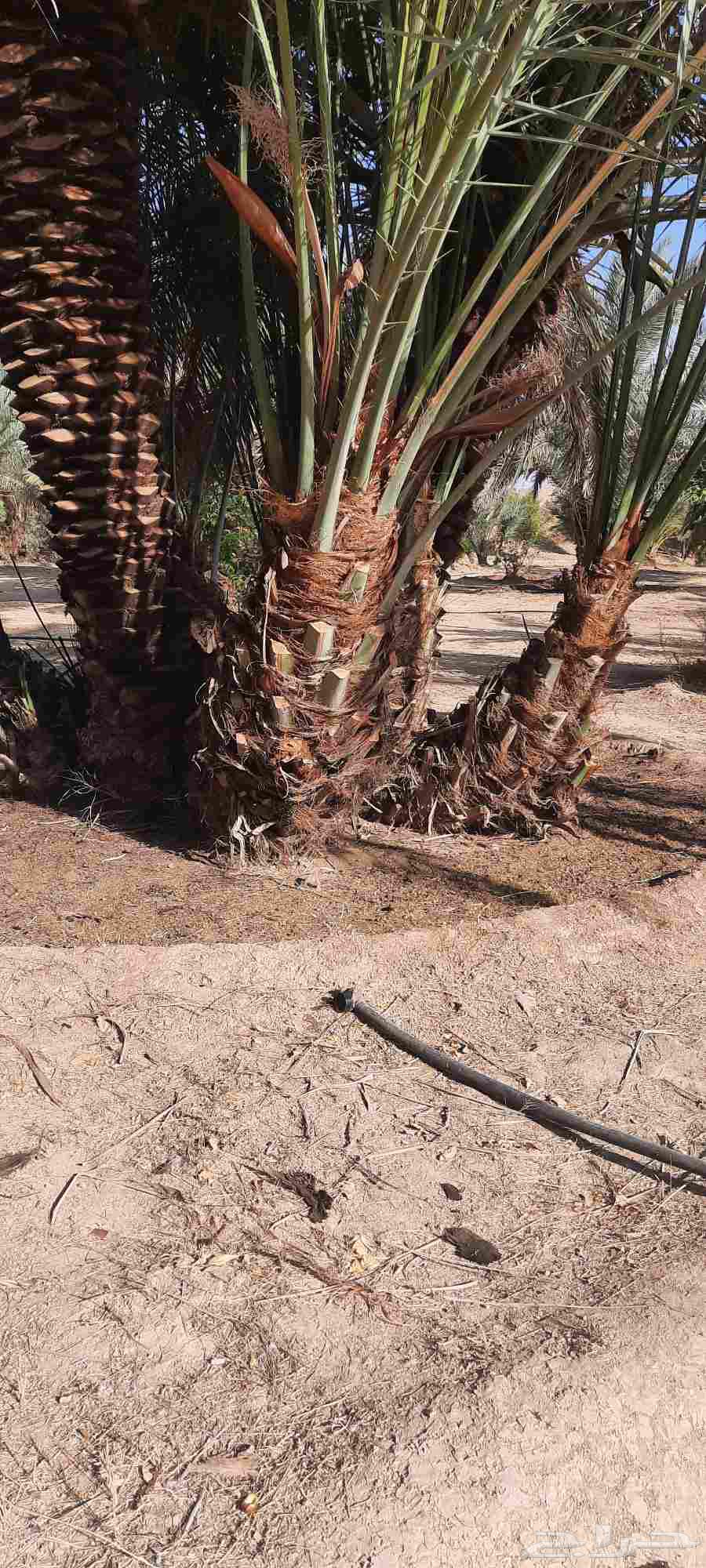 Supply and installation of palm trees, cleaning and maintenance of all types of palm trees64487166967811112