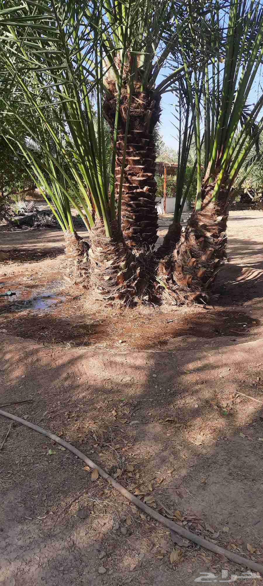 Supply and installation of palm trees, cleaning and maintenance of all types of palm trees64487166967811111