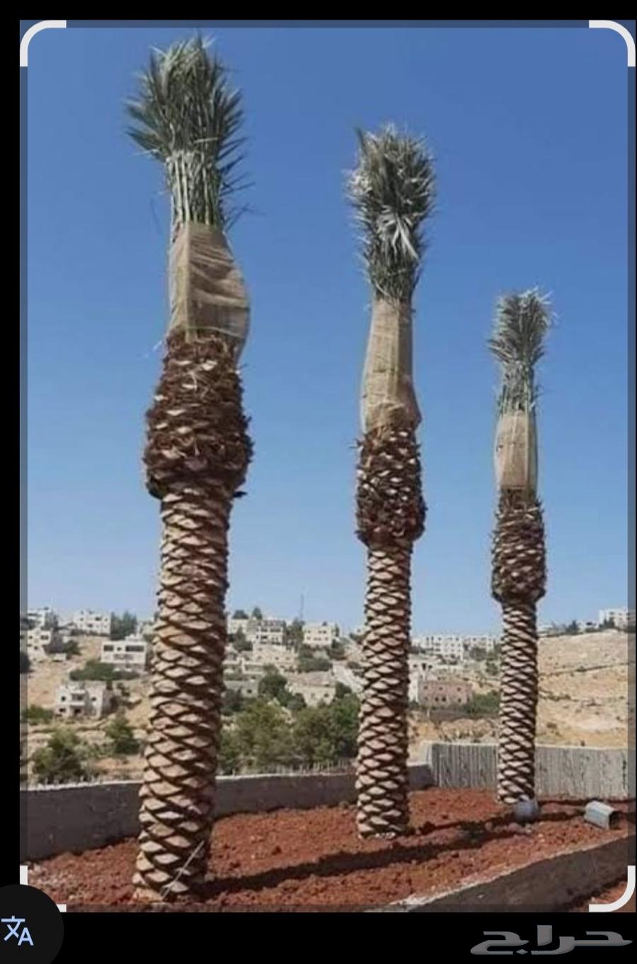 تركيب وتشذيب أشجار النخيل والعناية بها64481448734465112