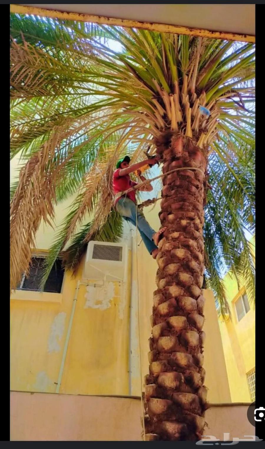 تركيب وتشذيب أشجار النخيل والعناية بها64481448734465110