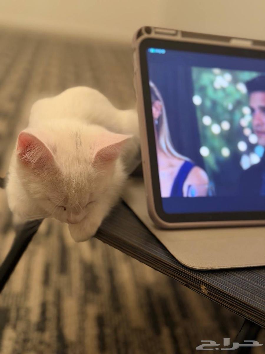 قط للتبني64481433110786111