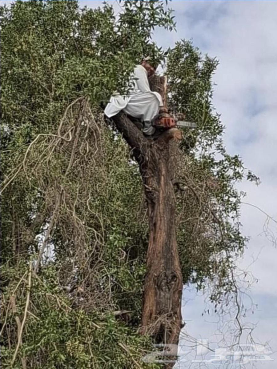 Tree pruning service, palm tree trimming, tree removal, tree relocation, crane lifting, tree transportation64487151164163112