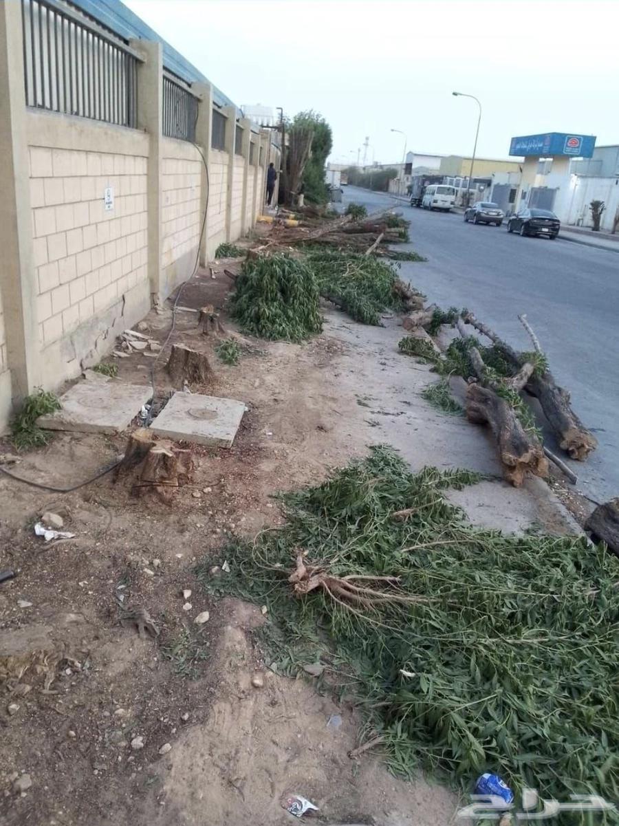 Tree pruning service, palm tree trimming, tree removal, tree relocation, crane lifting, tree transportation64487151164163113