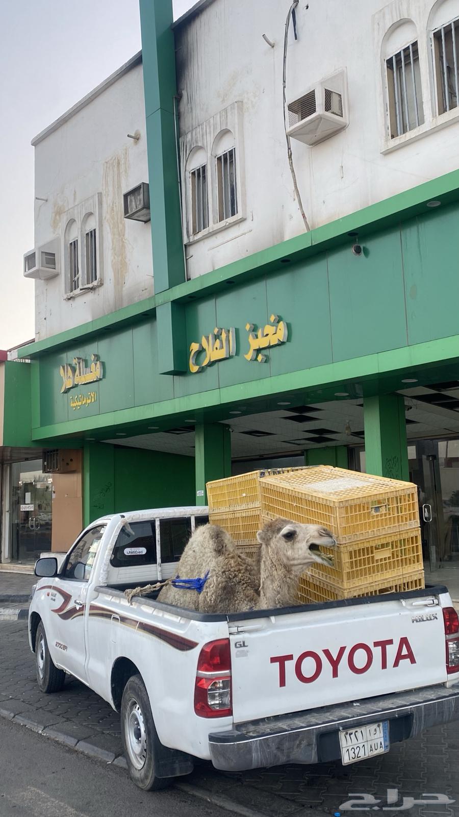 دنه ديانه ونش كرين هيلكس غماره64493660046339114