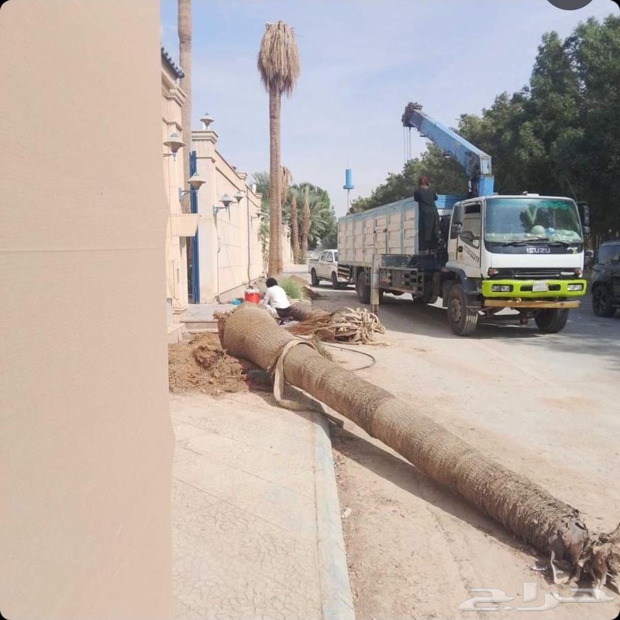 Palm tree cleaning, palm tree planting, tree trimming, tree cutting, tree removal64501538415873113