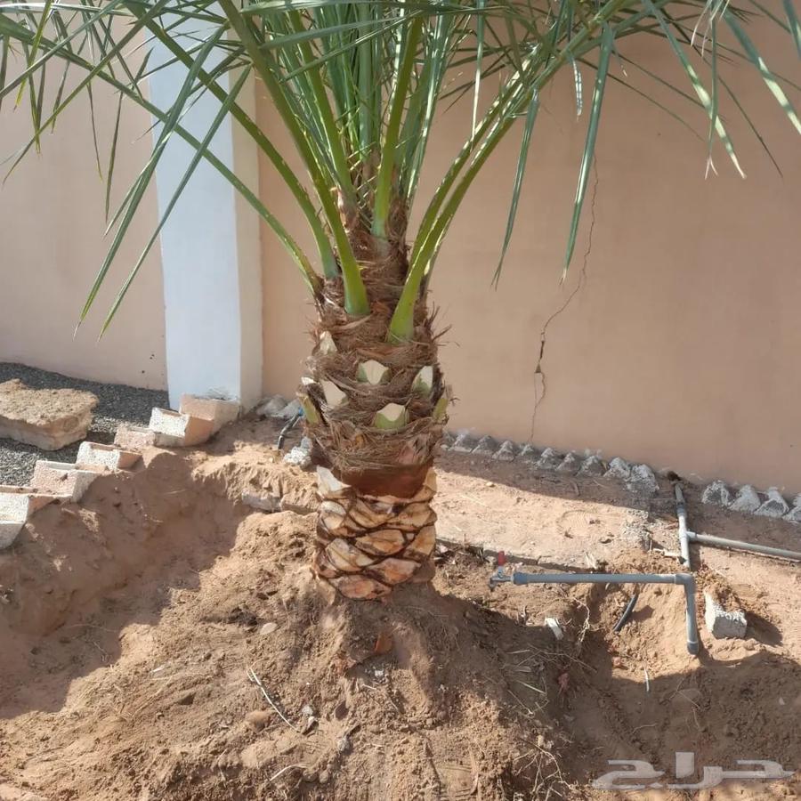 Palm tree expert64501683769987111